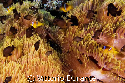 Anemone City by Vittorio Durante 